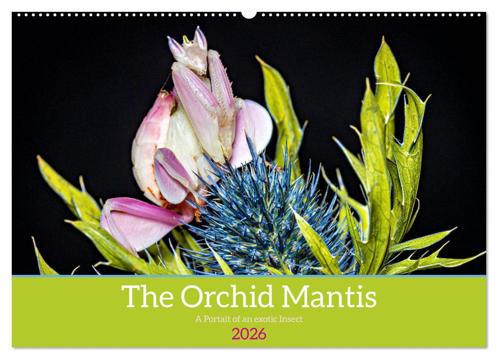 The Orchid Mantis (CALVENDO Monthly Calendar 2026)