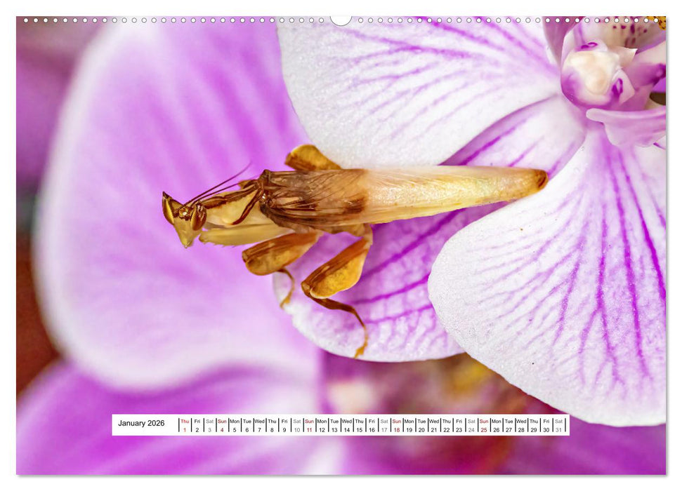 The Orchid Mantis (CALVENDO Monthly Calendar 2026)