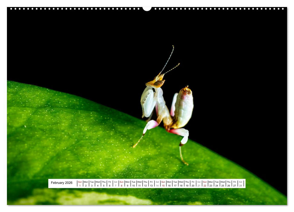 The Orchid Mantis (CALVENDO Monthly Calendar 2026)