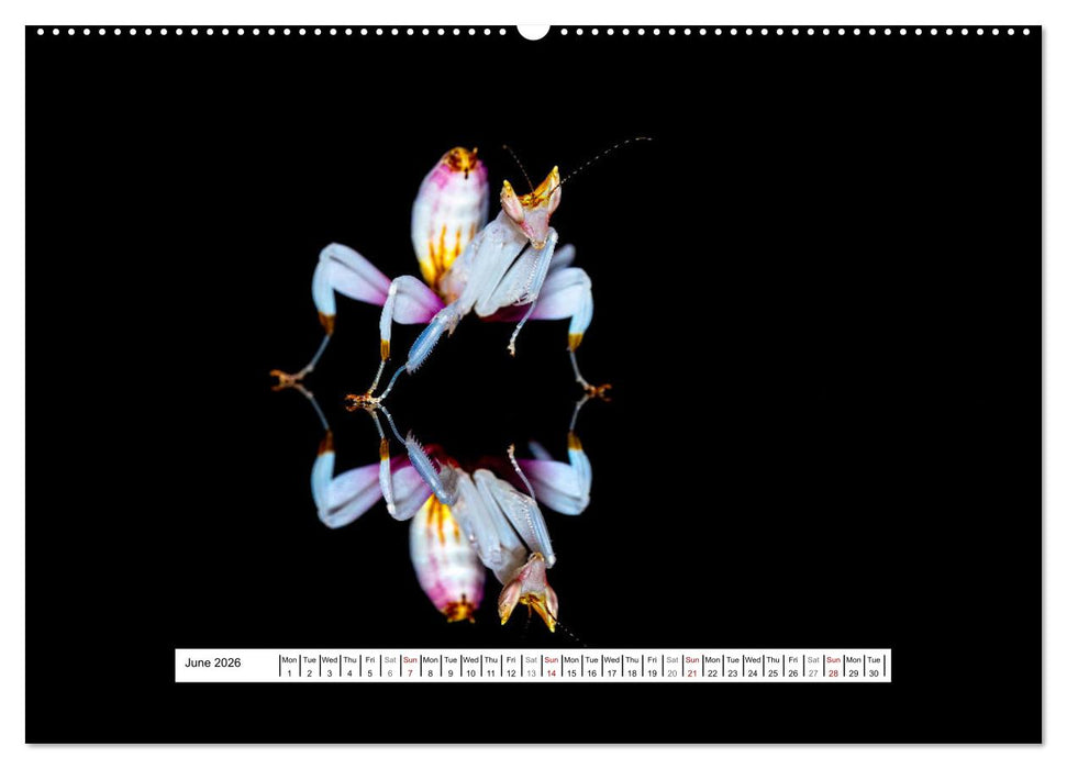 The Orchid Mantis (CALVENDO Monthly Calendar 2026)