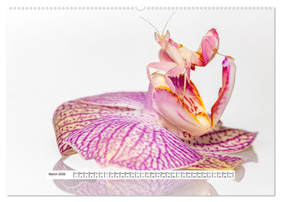 The Orchid Mantis (CALVENDO Premium-Calendar 2026)