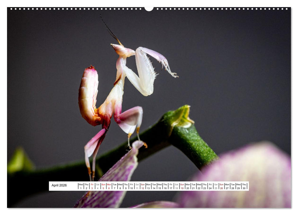 The Orchid Mantis (CALVENDO Premium-Calendar 2026)