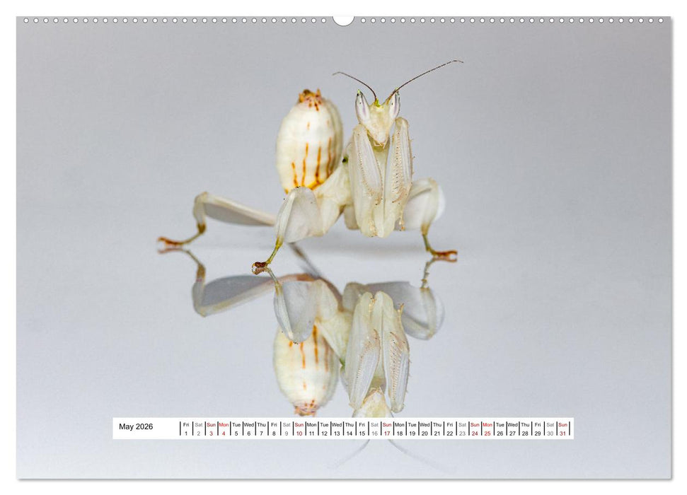 The Orchid Mantis (CALVENDO Premium-Calendar 2026)