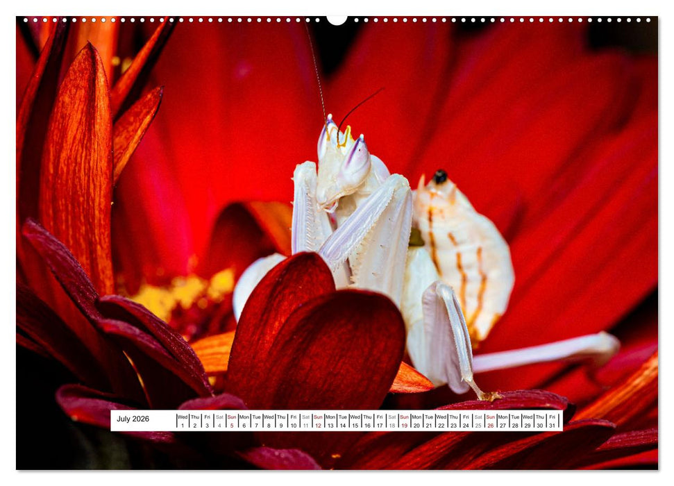The Orchid Mantis (CALVENDO Premium-Calendar 2026)