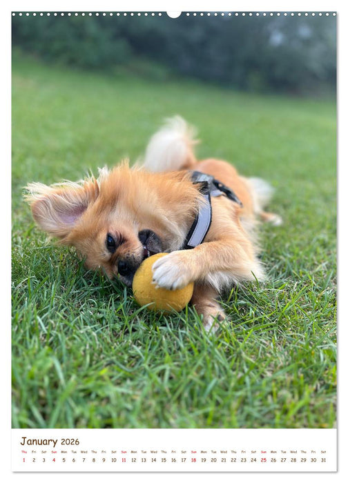 Sassy, fluffy, fabulous – A year of Pekingese charm (CALVENDO Premium-Calendar 2026)