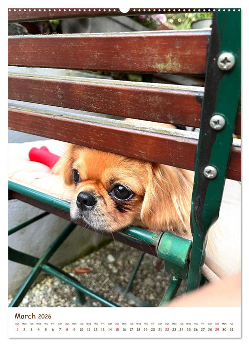 Sassy, fluffy, fabulous – A year of Pekingese charm (CALVENDO Premium-Calendar 2026)