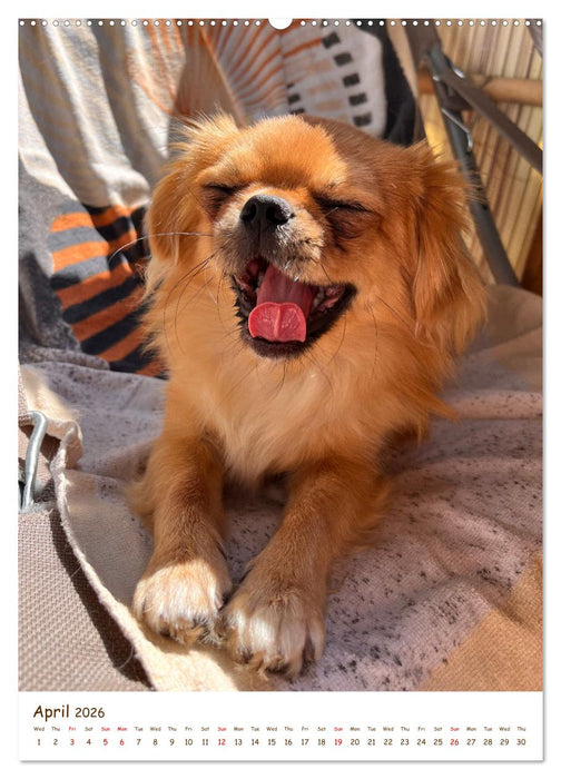 Sassy, fluffy, fabulous – A year of Pekingese charm (CALVENDO Premium-Calendar 2026)