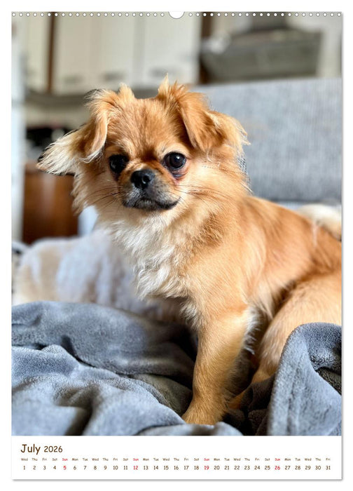Sassy, fluffy, fabulous – A year of Pekingese charm (CALVENDO Premium-Calendar 2026)