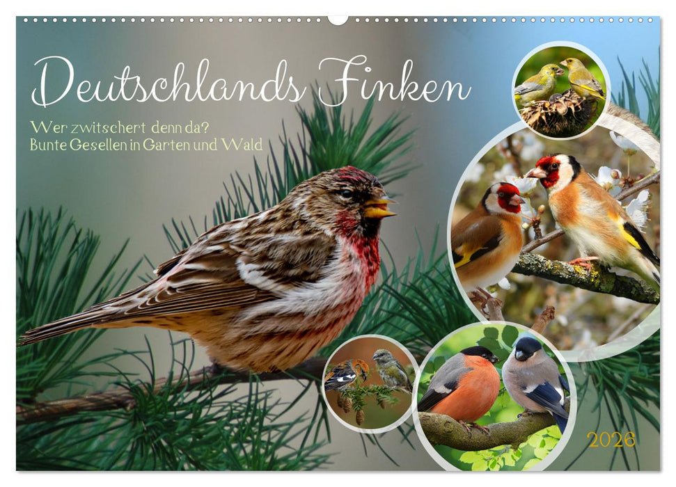 Deutschlands Finken (CALVENDO Wandkalender 2026)