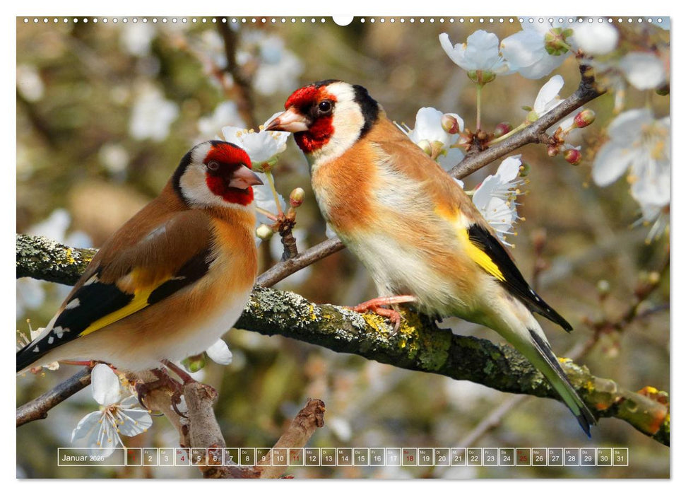 Deutschlands Finken (CALVENDO Wandkalender 2026)