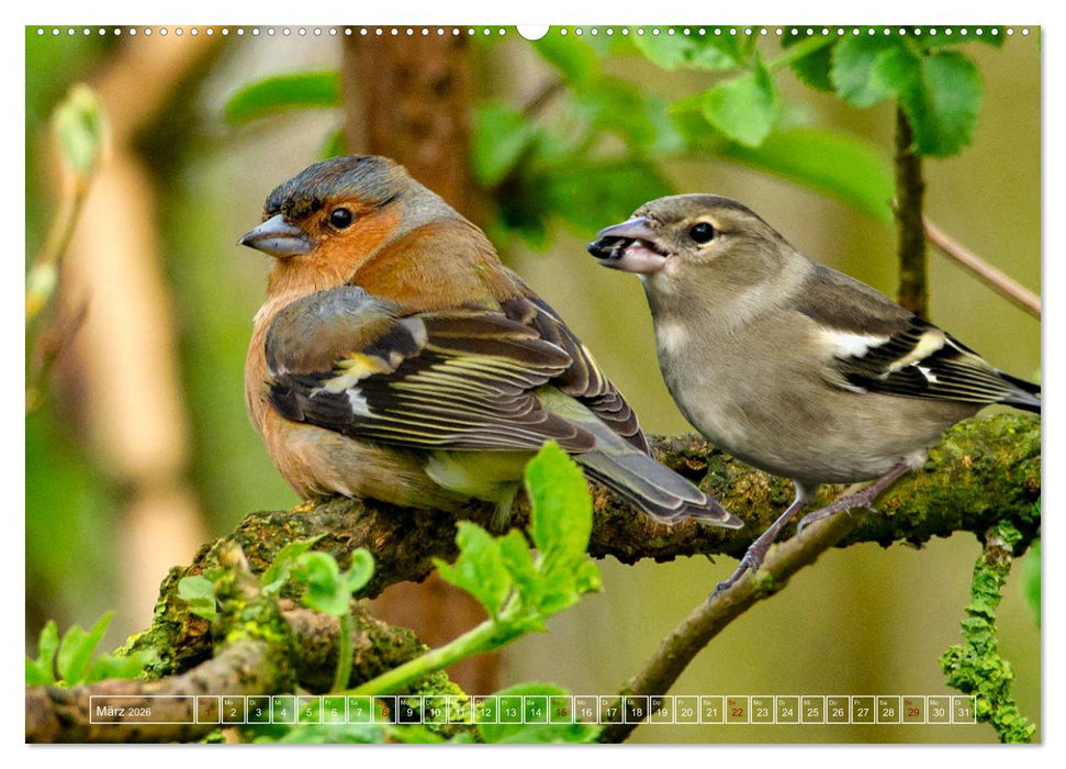 Deutschlands Finken (CALVENDO Wandkalender 2026)