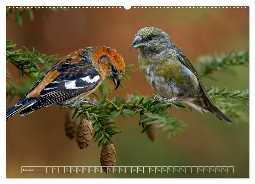 Deutschlands Finken (CALVENDO Wandkalender 2026)