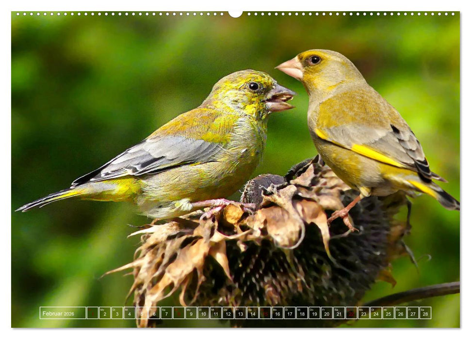 Deutschlands Finken (CALVENDO Premium Wandkalender 2026)
