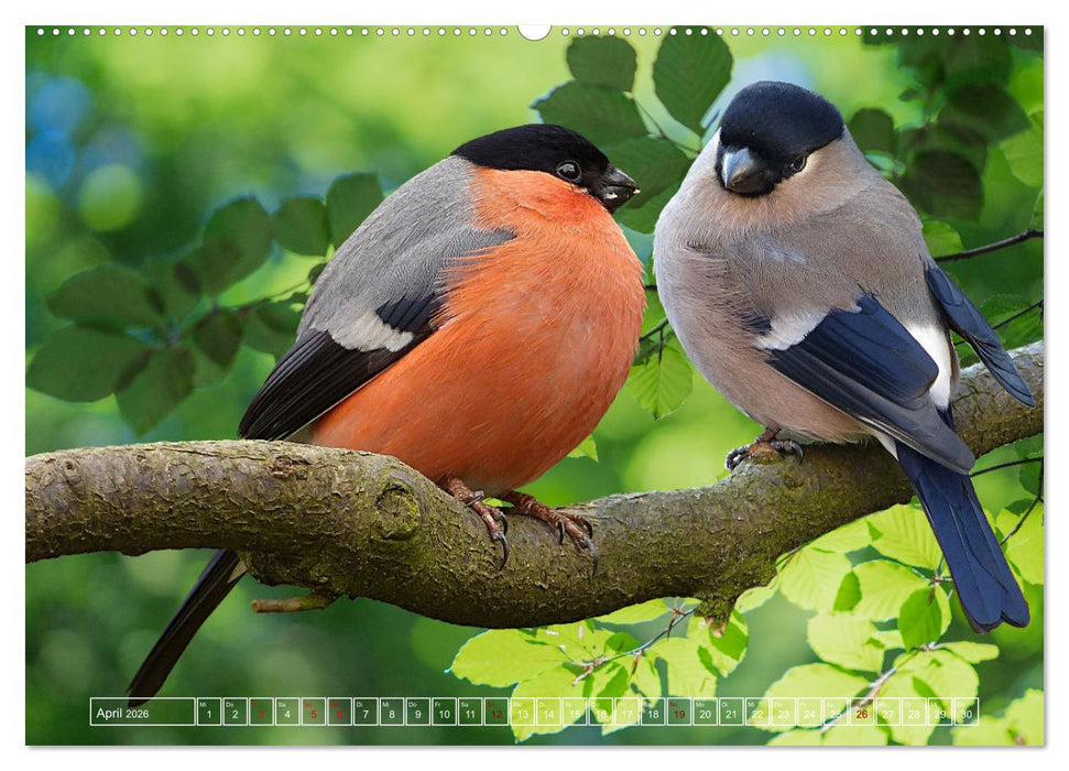 Deutschlands Finken (CALVENDO Premium Wandkalender 2026)