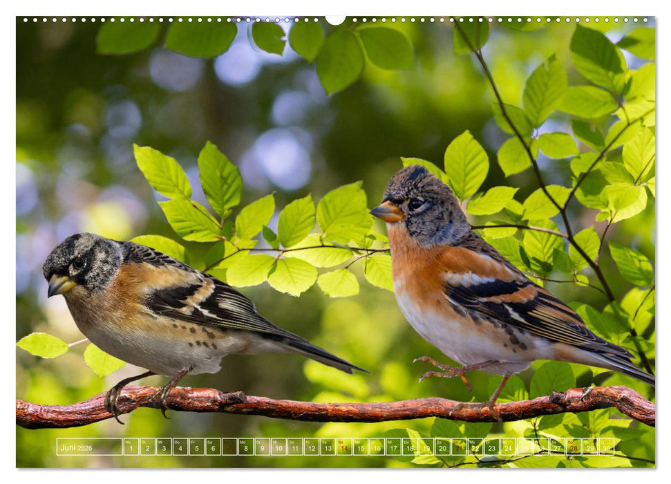 Deutschlands Finken (CALVENDO Premium Wandkalender 2026)