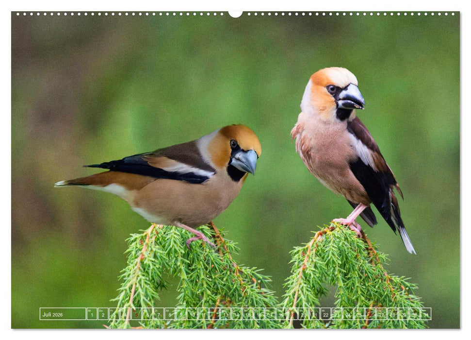 Deutschlands Finken (CALVENDO Premium Wandkalender 2026)