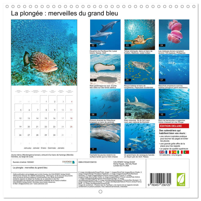 La plongée : merveilles du grand bleu (CALVENDO Calendrier mensuel 2026)