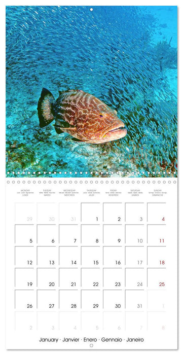 La plongée : merveilles du grand bleu (CALVENDO Calendrier mensuel 2026)