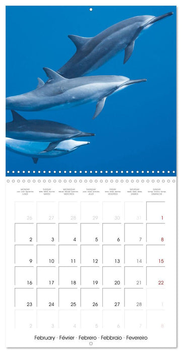 La plongée : merveilles du grand bleu (CALVENDO Calendrier mensuel 2026)