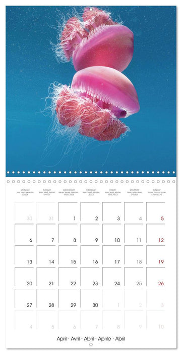 La plongée : merveilles du grand bleu (CALVENDO Calendrier mensuel 2026)
