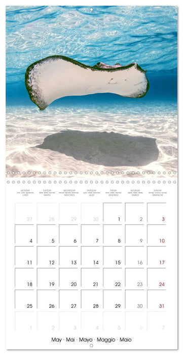 La plongée : merveilles du grand bleu (CALVENDO Calendrier mensuel 2026)