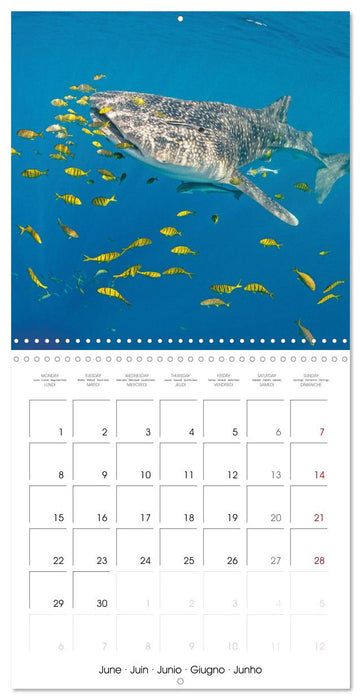 La plongée : merveilles du grand bleu (CALVENDO Calendrier mensuel 2026)