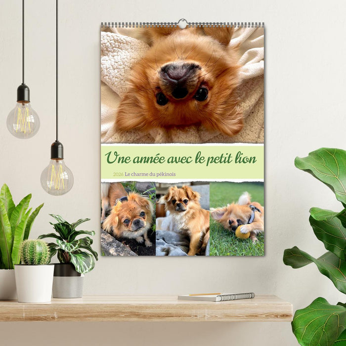 Une année avec le petit lion - Le charme du pékinois (CALVENDO Calendrier mensuel 2026)