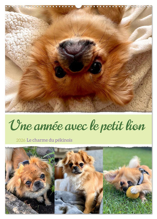 Une année avec le petit lion - Le charme du pékinois (CALVENDO Calendrier mensuel 2026)