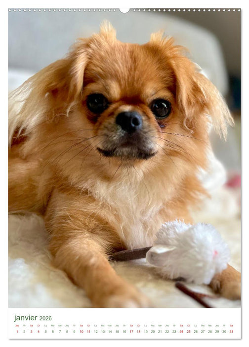 Une année avec le petit lion - Le charme du pékinois (CALVENDO Calendrier mensuel 2026)