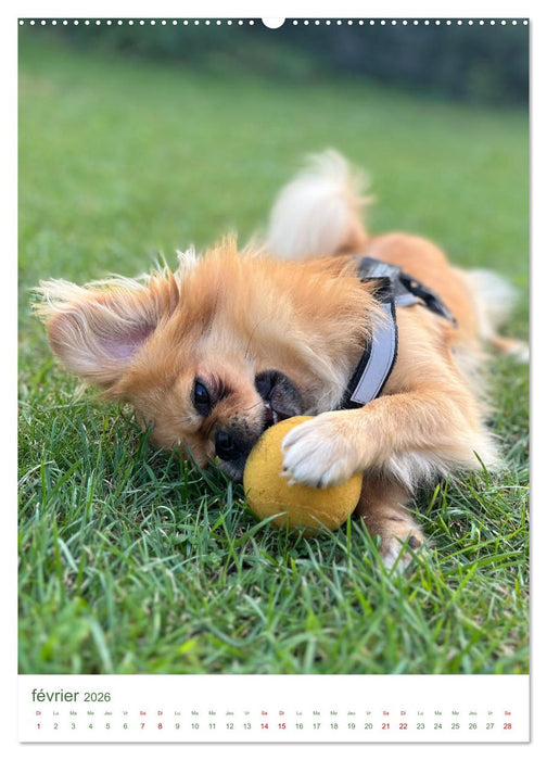 Une année avec le petit lion - Le charme du pékinois (CALVENDO Calendrier mensuel 2026)