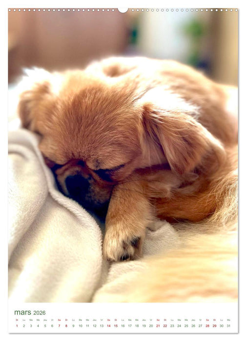 Une année avec le petit lion - Le charme du pékinois (CALVENDO Calendrier mensuel 2026)