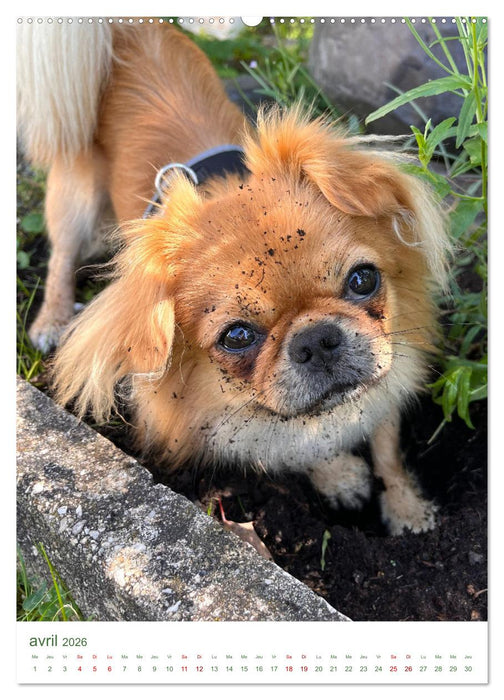Une année avec le petit lion - Le charme du pékinois (CALVENDO Calendrier mensuel 2026)