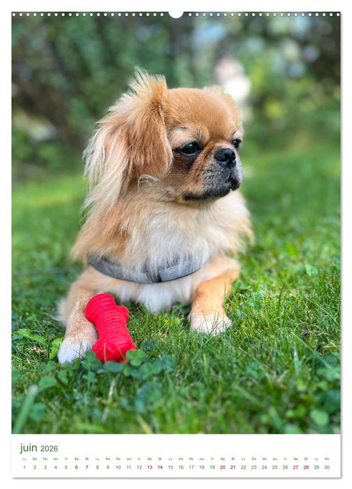 Une année avec le petit lion - Le charme du pékinois (CALVENDO Calendrier mensuel 2026)