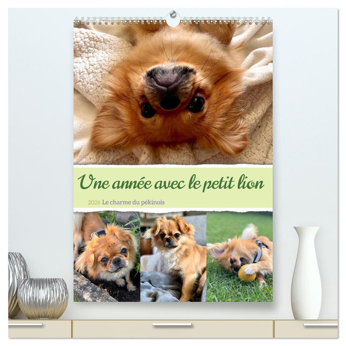 Une année avec le petit lion - Le charme du pékinois (CALVENDO Calendrier supérieur 2026)