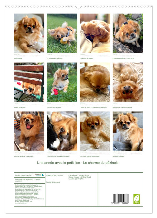 Une année avec le petit lion - Le charme du pékinois (CALVENDO Calendrier supérieur 2026)