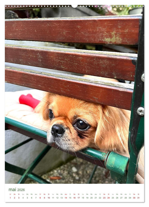 Une année avec le petit lion - Le charme du pékinois (CALVENDO Calendrier supérieur 2026)