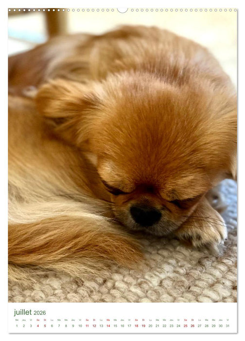 Une année avec le petit lion - Le charme du pékinois (CALVENDO Calendrier supérieur 2026)