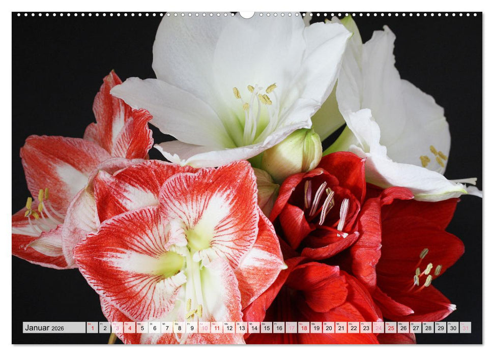 Blumen - Eine bunte Mischung (CALVENDO Premium Wandkalender 2026)