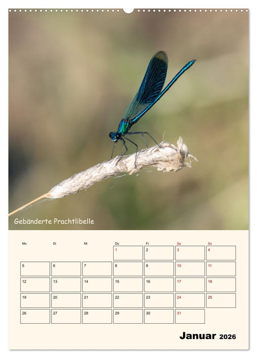 Libellen - Flugkünstler in Bayern (CALVENDO Wandkalender 2026)