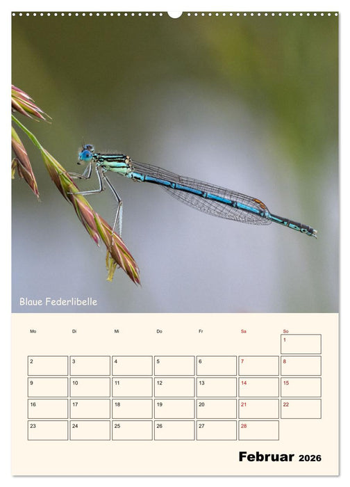 Libellen - Flugkünstler in Bayern (CALVENDO Wandkalender 2026)