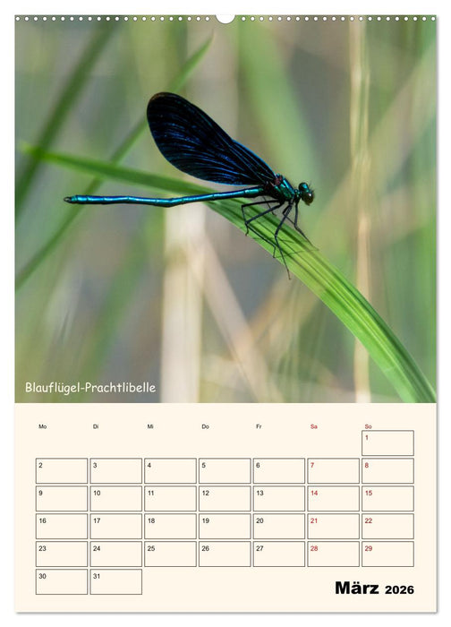 Libellen - Flugkünstler in Bayern (CALVENDO Wandkalender 2026)