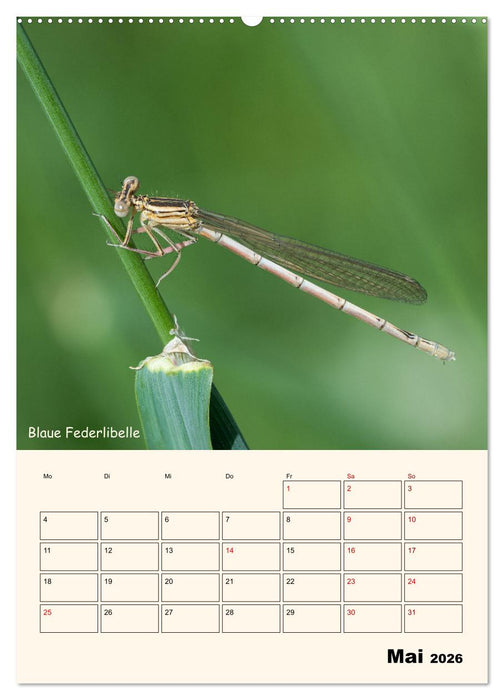 Libellen - Flugkünstler in Bayern (CALVENDO Wandkalender 2026)