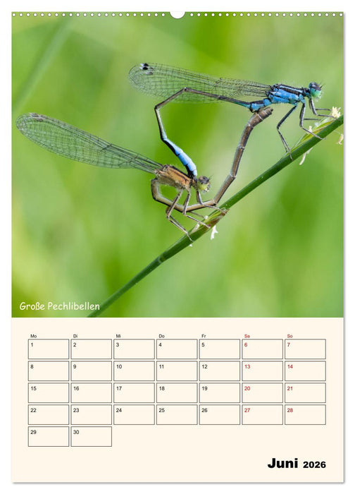 Libellen - Flugkünstler in Bayern (CALVENDO Wandkalender 2026)