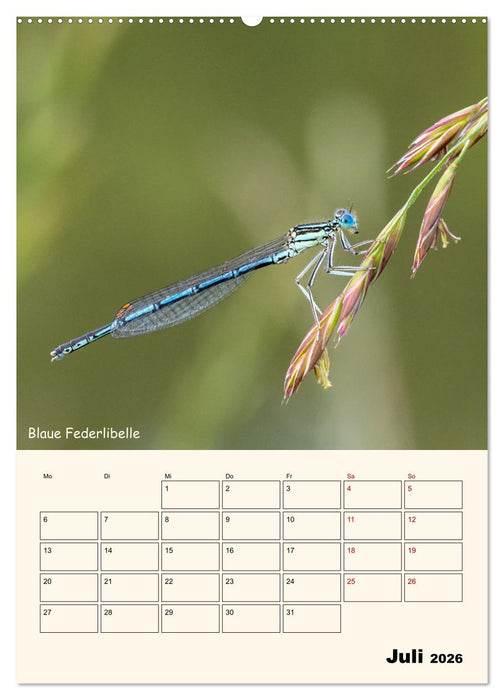 Libellen - Flugkünstler in Bayern (CALVENDO Premium Wandkalender 2026)