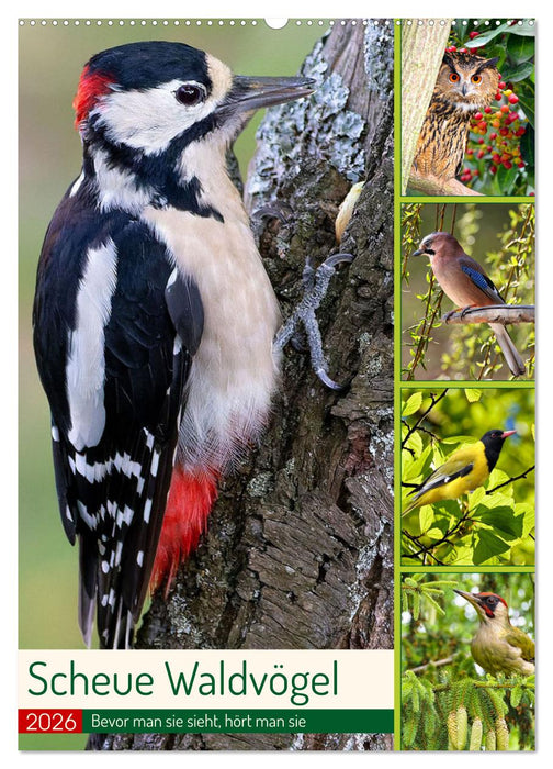 Scheue Waldvögel (CALVENDO Wandkalender 2026)