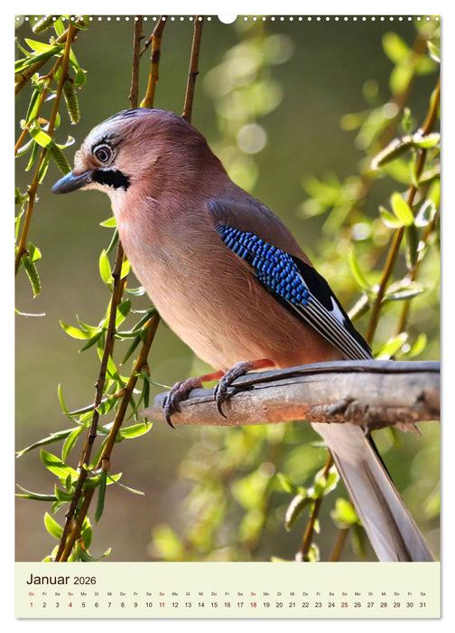 Scheue Waldvögel (CALVENDO Wandkalender 2026)