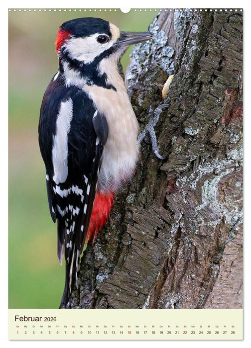 Scheue Waldvögel (CALVENDO Wandkalender 2026)