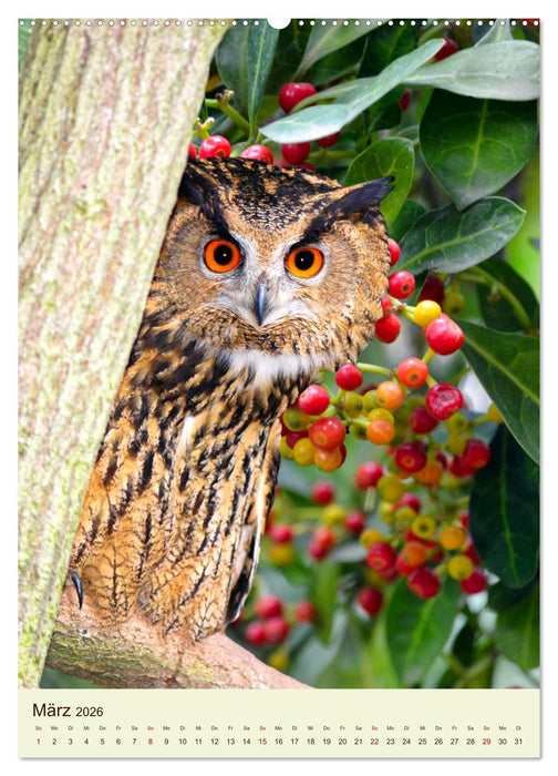 Scheue Waldvögel (CALVENDO Wandkalender 2026)