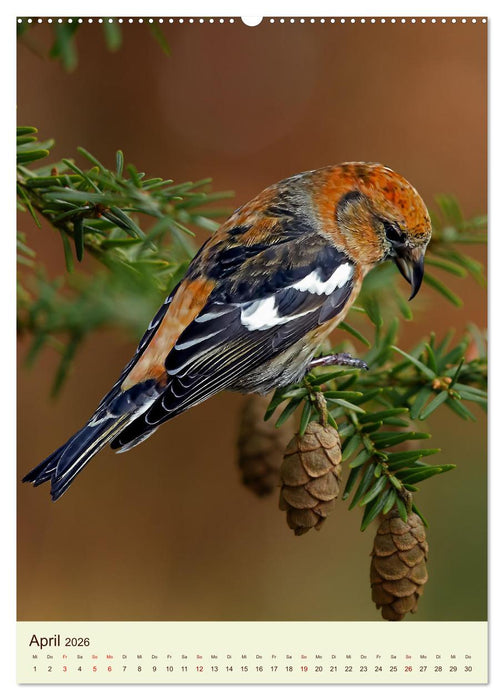 Scheue Waldvögel (CALVENDO Wandkalender 2026)