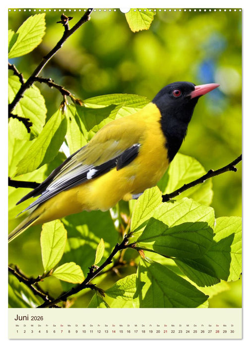 Scheue Waldvögel (CALVENDO Wandkalender 2026)